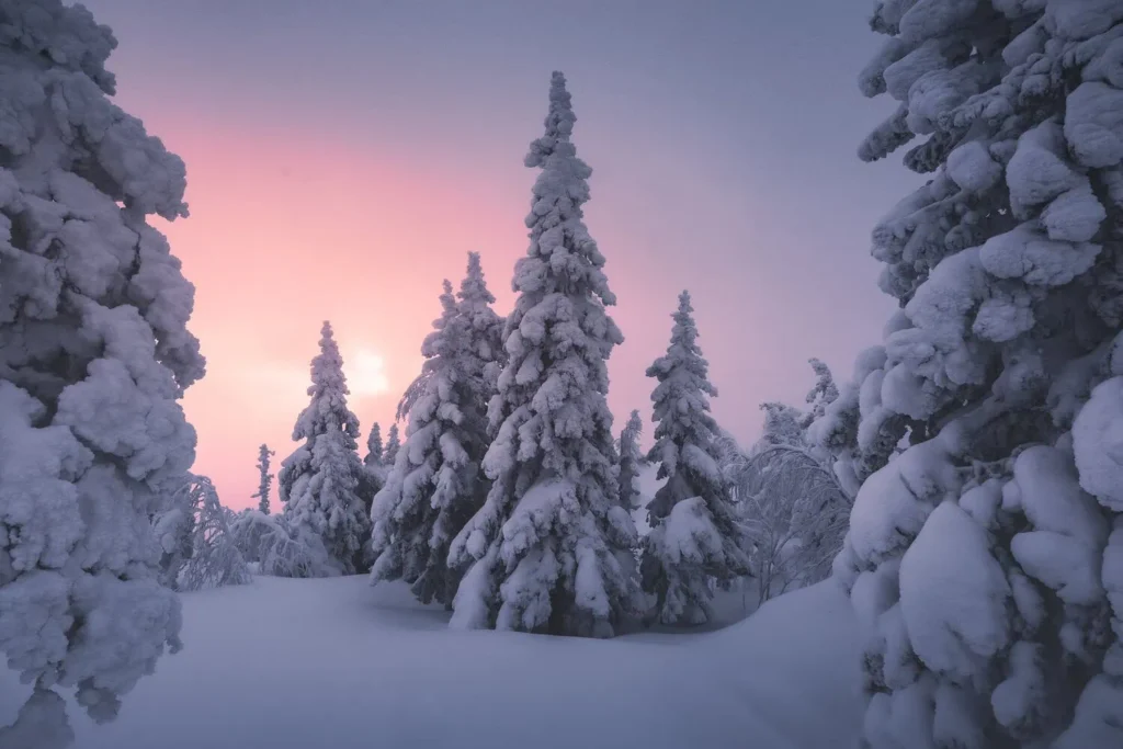 snow covered trees during pink sunset